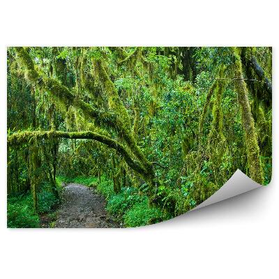 Öntapadós fotótapéta Sűrű erdei növényzet