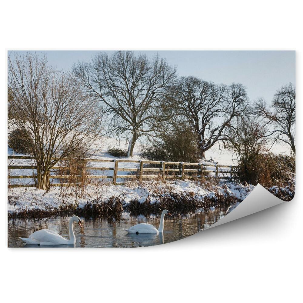 Poszter tapéta Hattyúk egy tóban a fagyos természet között