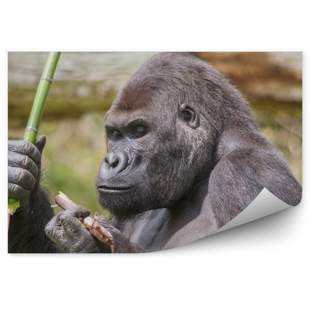 Öntapadós fotótapéta Bambuszot tartó gorilla