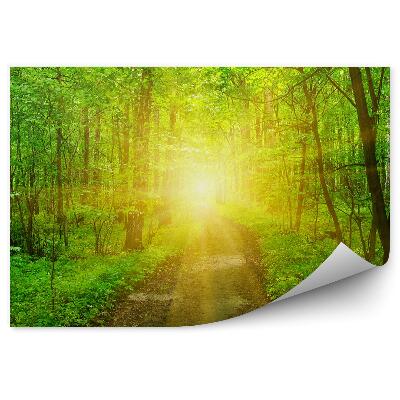 Öntapadós fotótapéta falra Erdei út a nap sugaraival