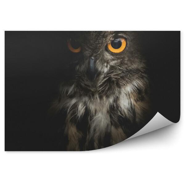 Öntapadó fotótapéta Komor bagoly fekete alapon