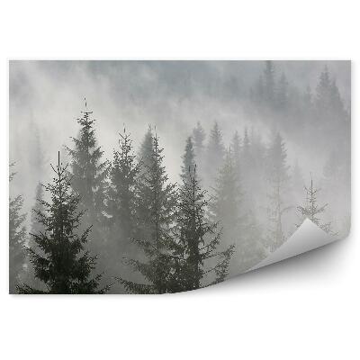 Öntapadó fotótapéta Ködös tűlevelű erdő