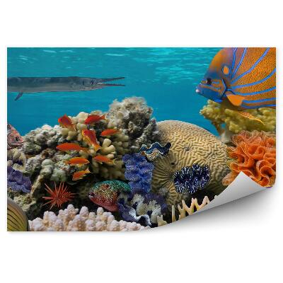 Öntapadós fotótapéta Víz alatti jelenet korallzátonyokkal