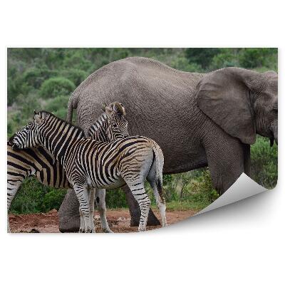 Öntapadós fotótapéta Elefántok és két zebra
