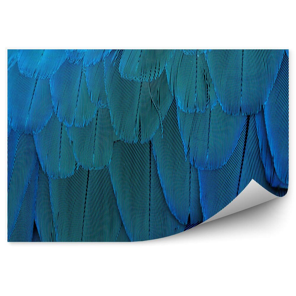 Fotótapéta Kék papagáj toll textúrája