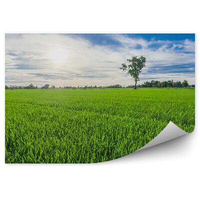 Fotótapéta Zöld fű nyár fák vegetáció