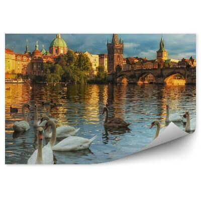 Öntapadós fotótapéta Hattyúk a Moldva folyón Prágában, Csehországban