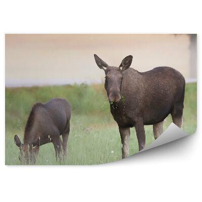 Fotótapéta Egy jávorszarvas kölykével a réten