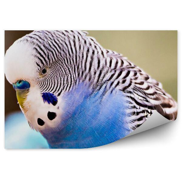 Öntapadó fotótapéta Közeli kép egy törpepapagáj fejéről