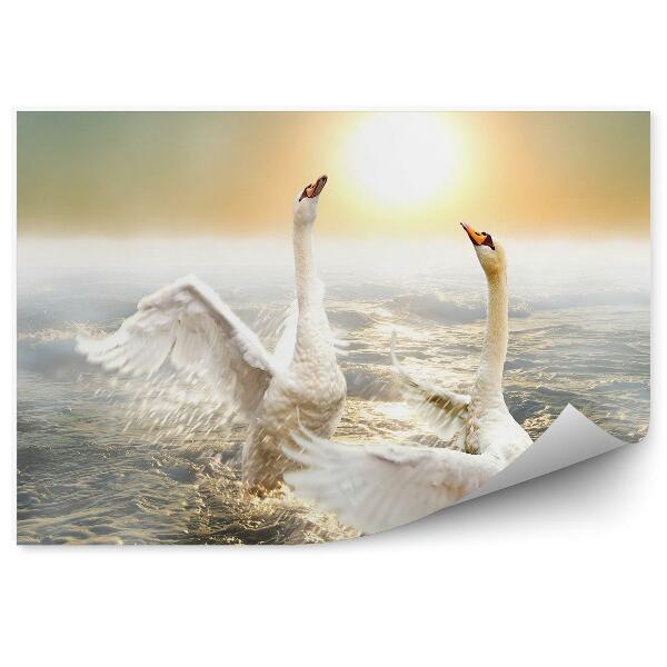 Öntapadó fotótapéta Táncoló hattyúk a hullámokon