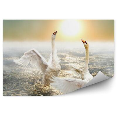 Öntapadó fotótapéta Táncoló hattyúk a hullámokon