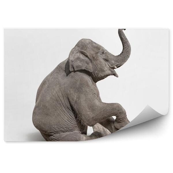 Öntapadó fotótapéta Kis bébi elefánt fehér alapon