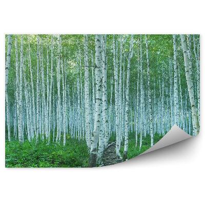 Öntapadós fotótapéta falra Zöld növények természet fák nyírfák út