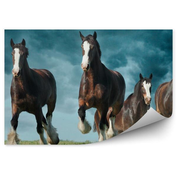 Fotótapéta Shire igásló állomány a viharos égen