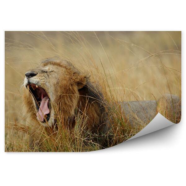 Poszter tapéta Ásító oroszlán a fű között