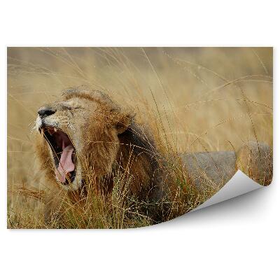 Poszter tapéta Ásító oroszlán a fű között