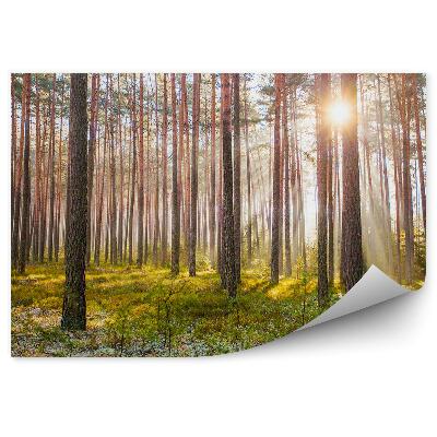 Öntapadós fotótapéta Fenyves napkelte