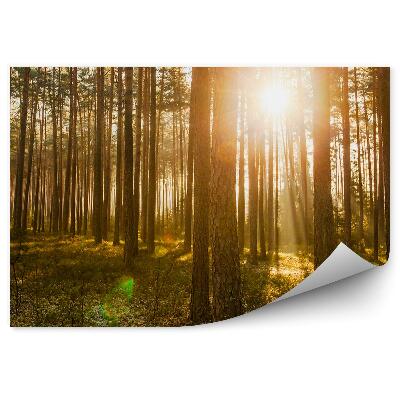 Öntapadó fotótapéta Fenyves napkelte