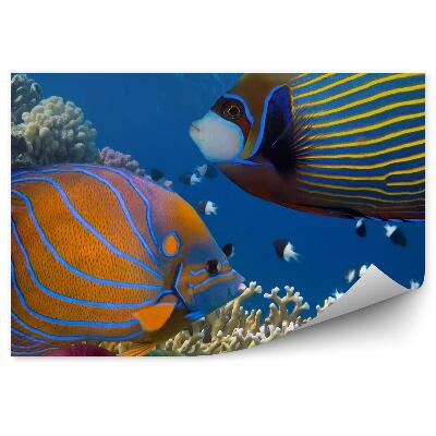 Poszter tapéta Színes halak víz alatti világ zátony