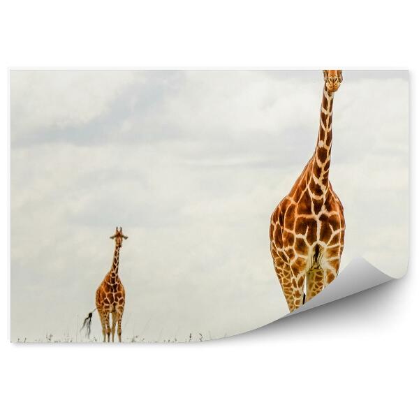 Modern fotótapéta Zsiráfok a felhős égen