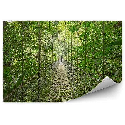 Fotótapéta Esőerdei függőhíd út