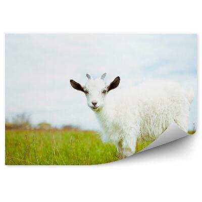 Fotótapéta Fiatal kecske rét legelésző fű növény