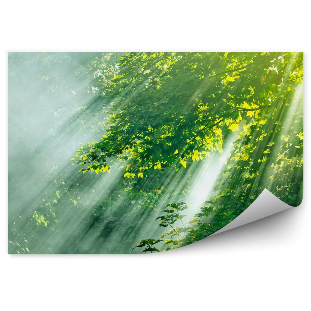 Öntapadós fotótapéta Lombhullató erdő a nap sugaraival