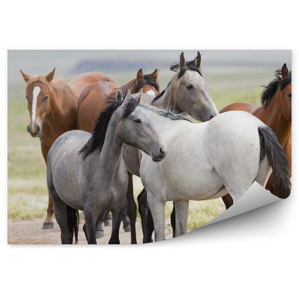 Öntapadó fotótapéta Lócsorda barna szürke fehér vízifű