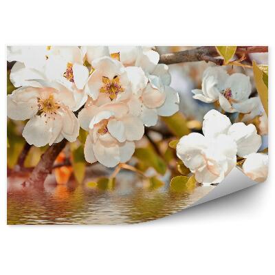 Fotótapéta Fehér virágok ág víz alma levelek