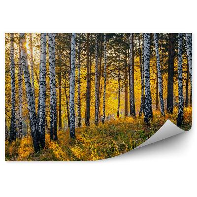 Öntapadós fotótapéta falra Őszi nyírerdő