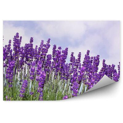 Modern fotótapéta Levendula virágok ég felhők