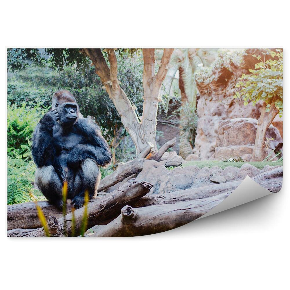 Modern fotótapéta Gorilla ül egy fatörzsön a dzsungelben