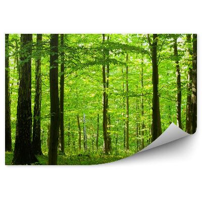 Öntapadós fotótapéta Öreg nyírfák egy lombhullató erdőben