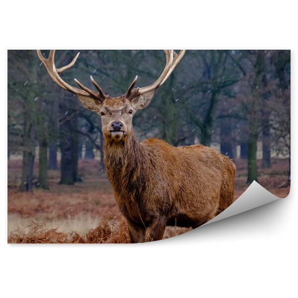 Poszter tapéta Egy szarvas a kiszáradt páfrányok között