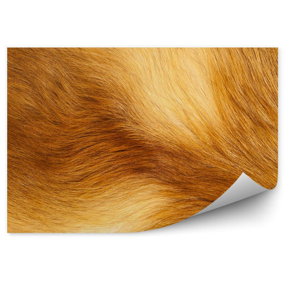 Fotótapéta Narancssárga róka szőrme