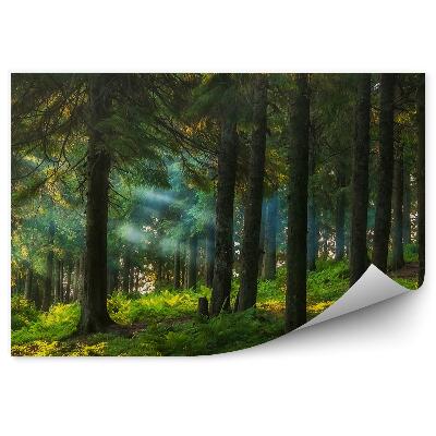 Öntapadó fotótapéta Napos tűlevelű erdei páfrányok