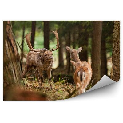Poszter tapéta Dámszarvas a fák között