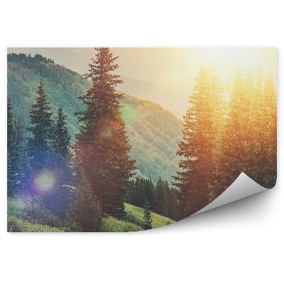 Öntapadós fotótapéta Fák között kitaposott ösvény karácsonyfák erdei dombok