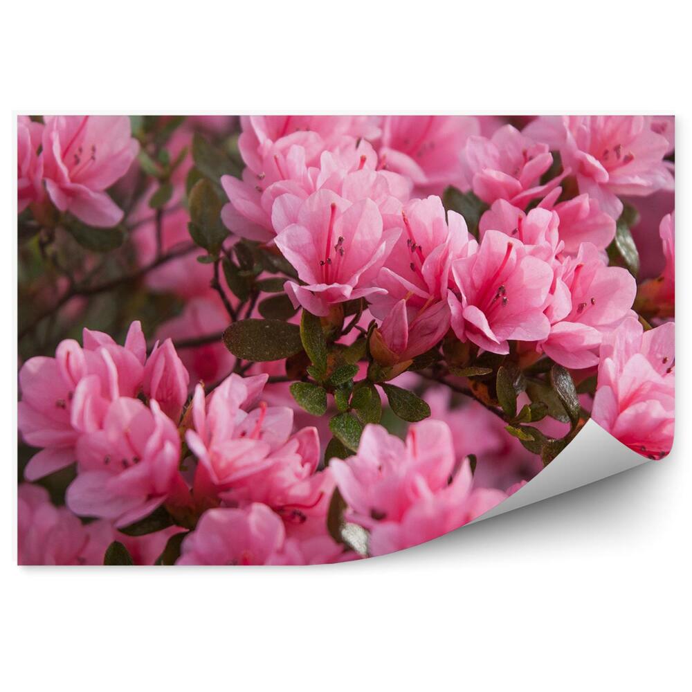 Poszter tapéta Virágzó rózsaszín azálea