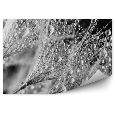 Fotótapéta Gyermekláncfű harmatcsepp