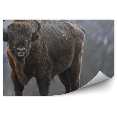 Öntapadós fotótapéta Bölény a fagyott réten