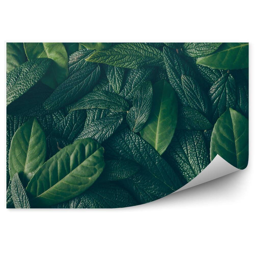 Fotótapéta Zöld levelek elrendezése