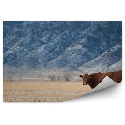 Öntapadós fotótapéta Tehén rét száraz fű hegyek