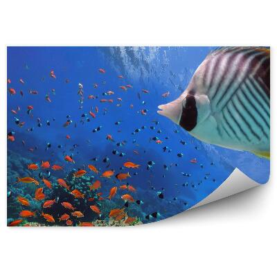 Fotótapéta Trópusi halak és teknősök