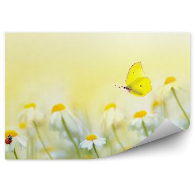 Fotótapéta Virágok napsütötte rét nyár katicabogár pillangó