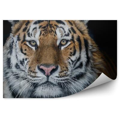 Öntapadós fotótapéta falra amuri tigris