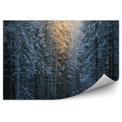 Öntapadó fotótapéta Téli fenyőerdő