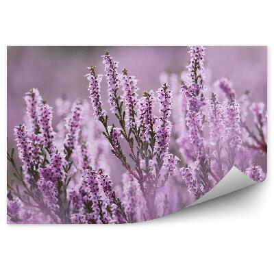 Fotótapéta Halvány rózsaszín hanga a ködben