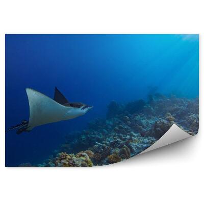 Öntapadó fotótapéta Víz alatti korallzátony sugarak az Indiai-óceánon