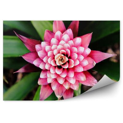 Öntapadós fotótapéta Close-up egzotikus rózsaszín virág zöld levelek